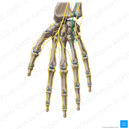 Palmar branch of ulnar nerve (#20403)