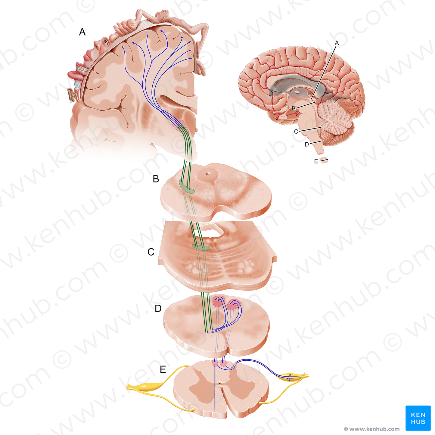 Medial lemniscus (#12094)