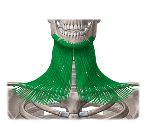 Platysma muscle (#7940)