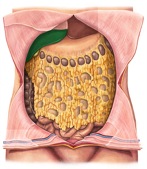 Right lobe of liver (#4789)