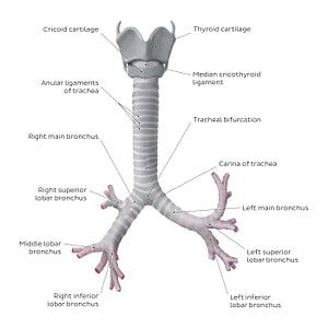 Trachea and bronchi (English)