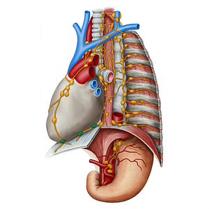 Lateral pericardial lymph nodes (#21826)