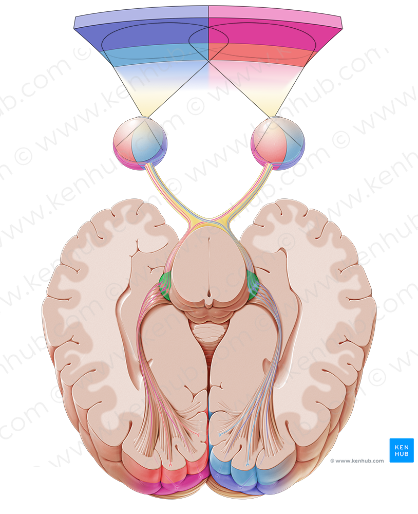Lateral geniculate body (#2934)