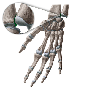 Ulnar notch of radius (#21338)