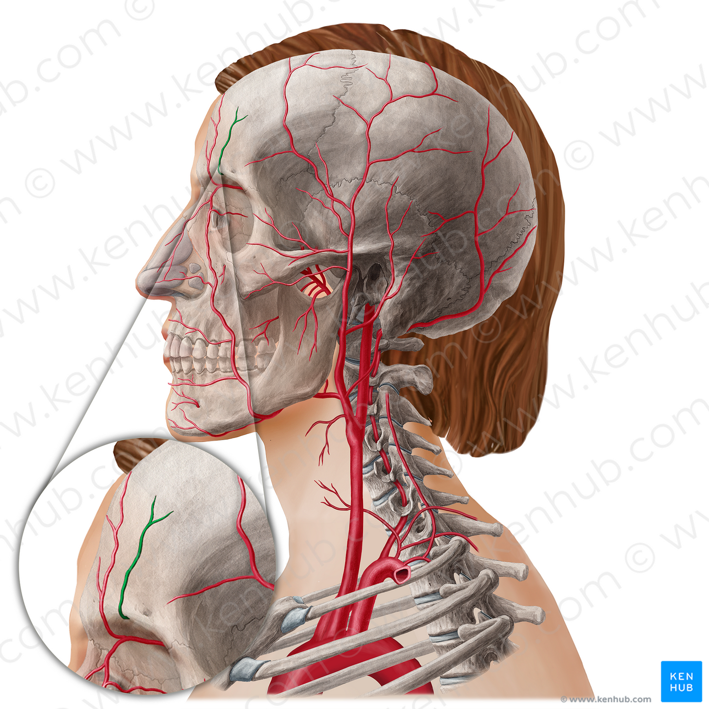 Supraorbital artery (#21807)