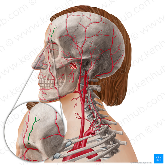 Supraorbital artery (#21807)