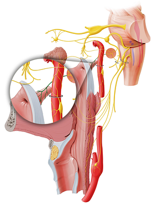 Tubal branch of tympanic plexus (#8826)