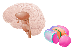 Periventricular nuclei of thalamus (#7152)