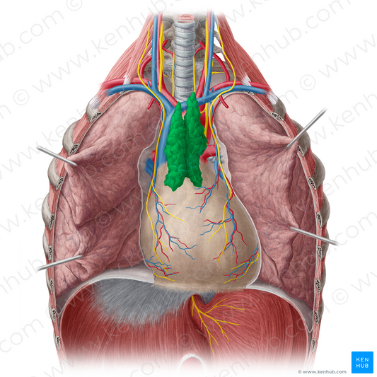 Thymus (#9446)