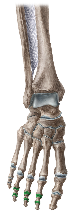 Interphalangeal joints of 2nd-4th toes (#17217)