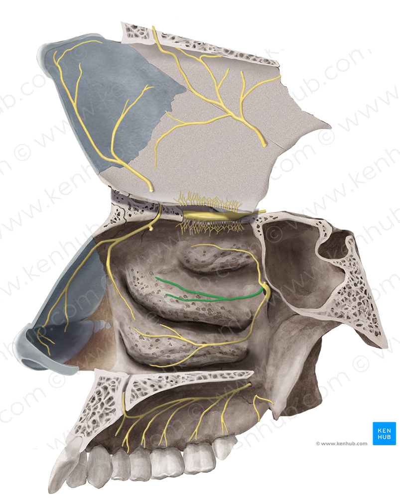 Lateral superior posterior nasal branches of pterygopalatine ganglion (#6586)