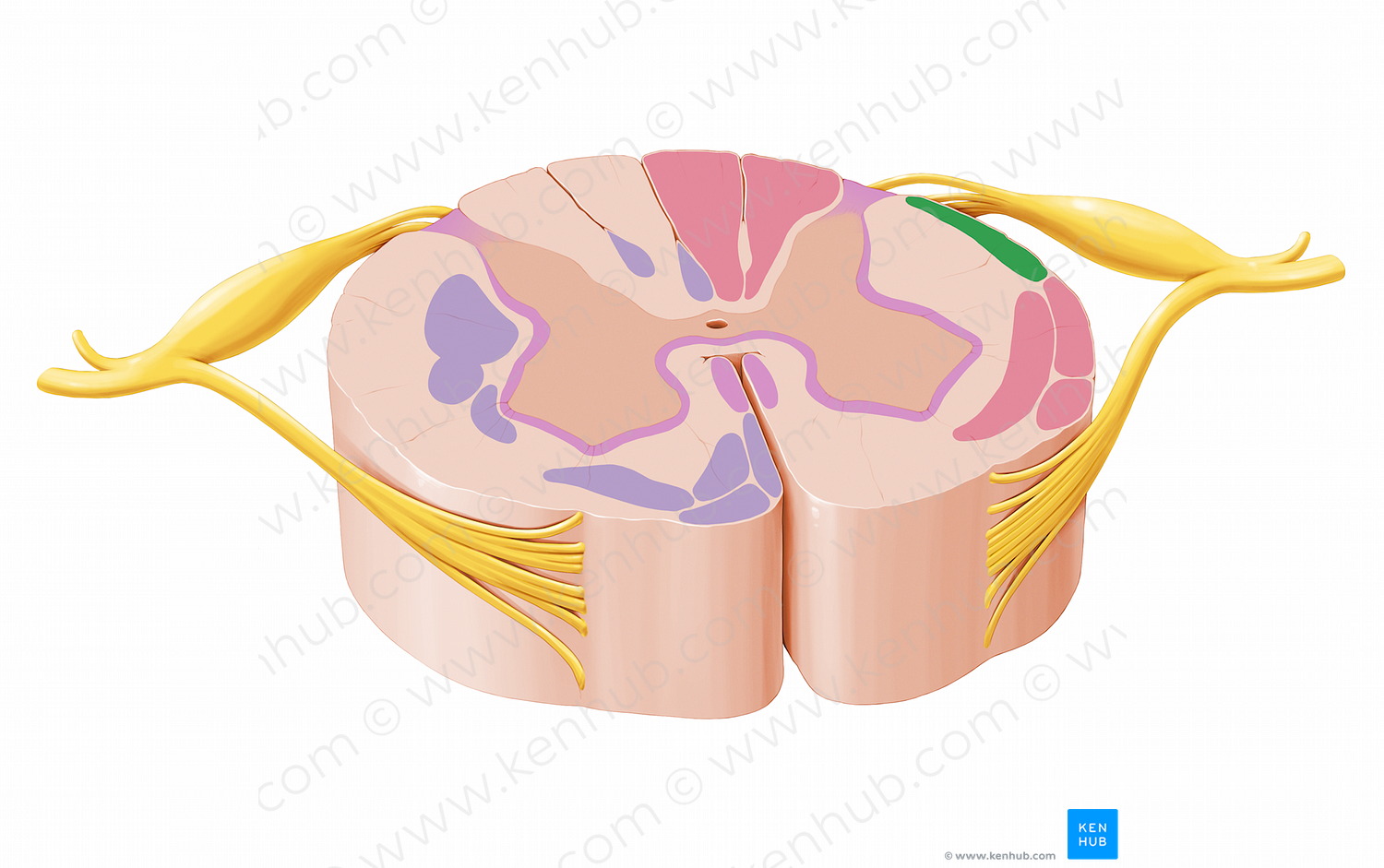 Posterior spinocerebellar tract (#12056)