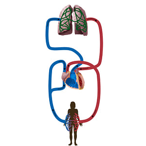 Capillary network of lungs (#19827)