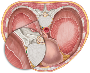 Right sympathetic trunk (#9652)