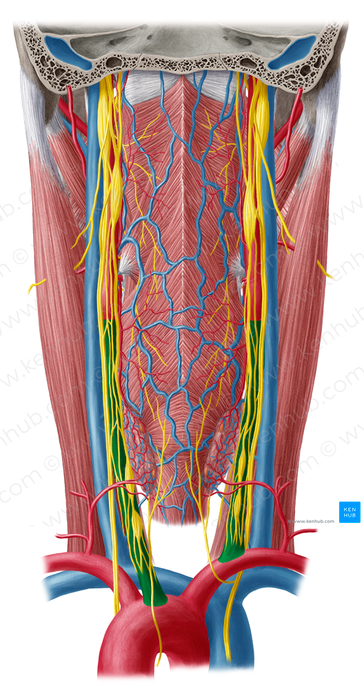 Common carotid artery (#928)