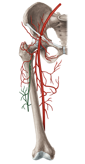 Descending branch of lateral circumflex femoral artery (#8657)