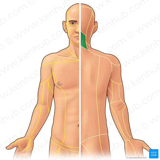 Posterior rami of spinal nerves C1-C8 (#21938)