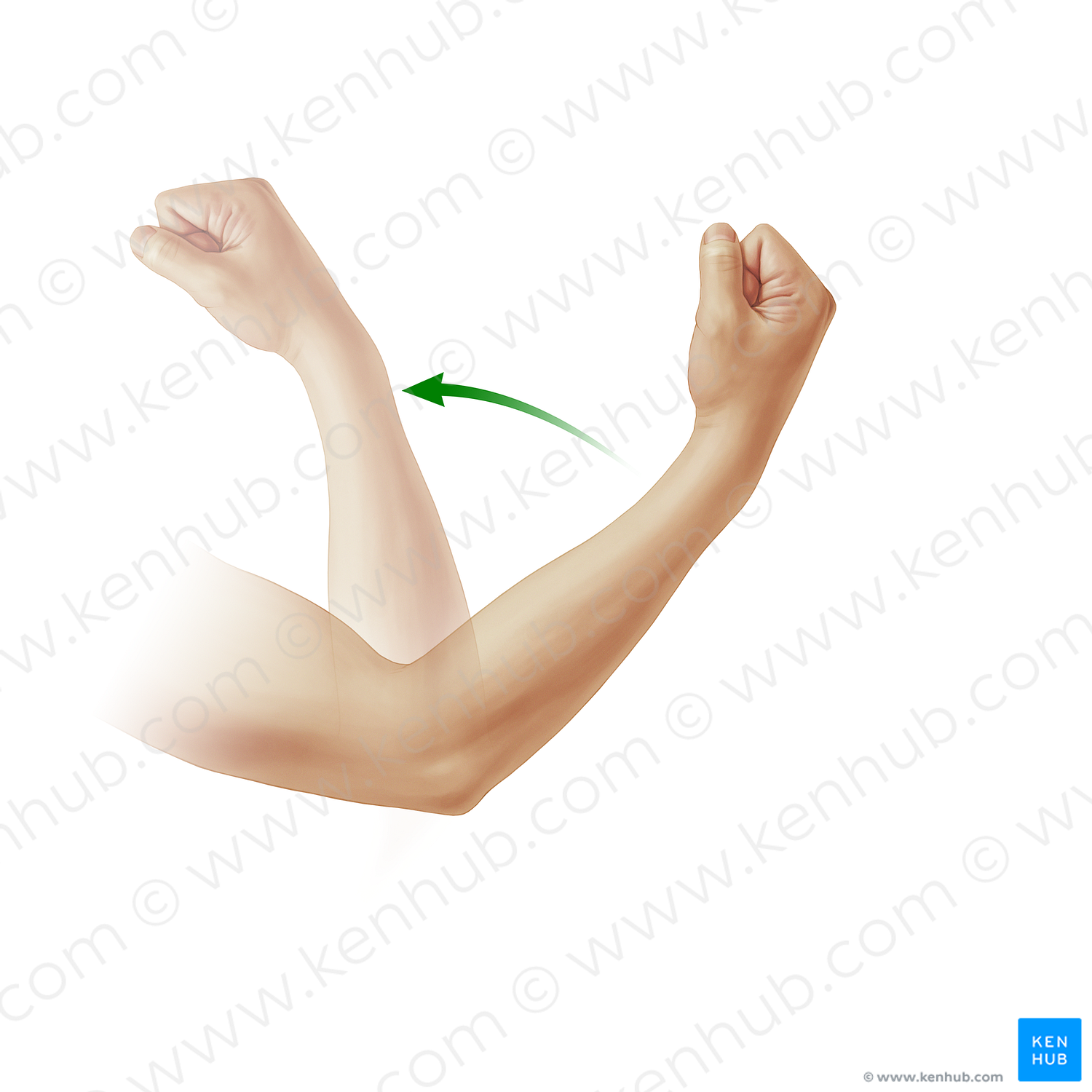 Flexion of forearm (#20902)