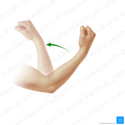 Flexion of forearm (#20902)