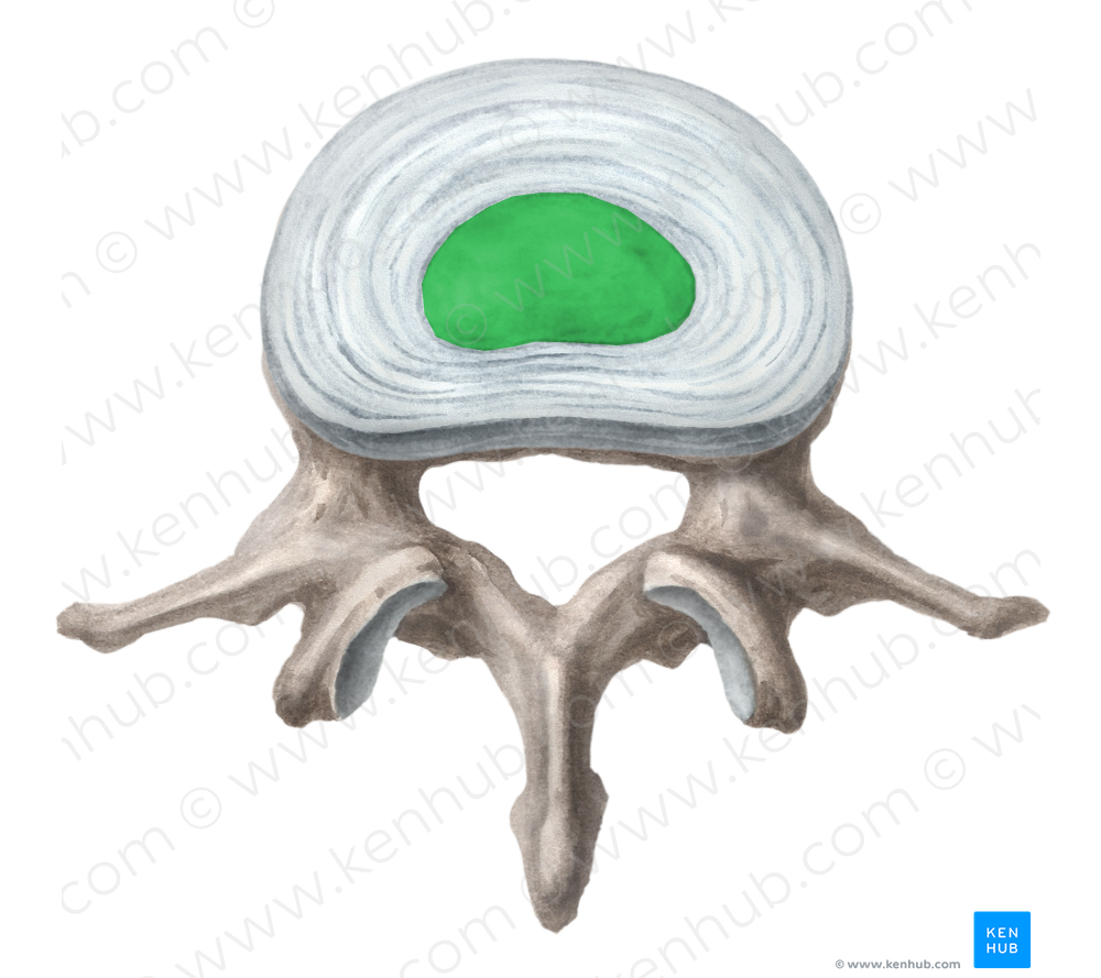 Nucleus pulposus of intervertebral disc (#7241)