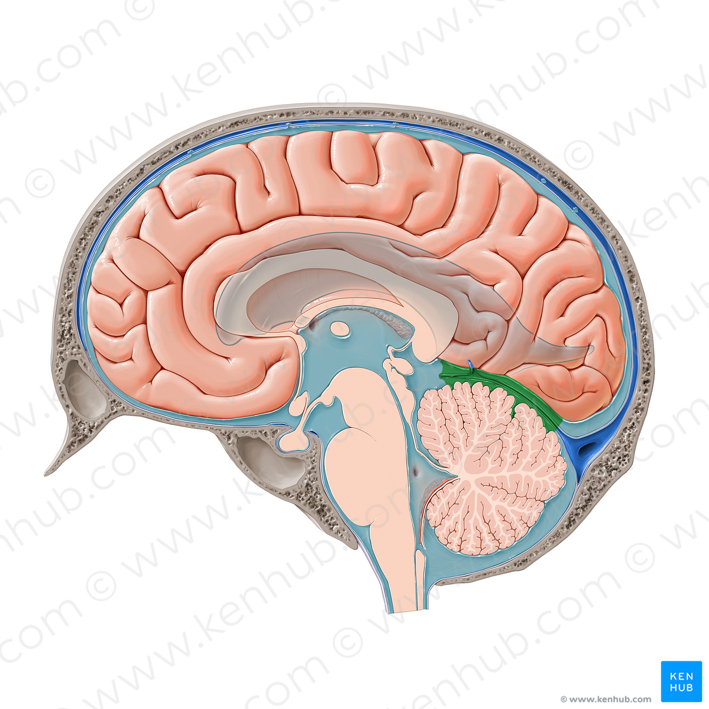 Superior cerebellar cistern (#21420)