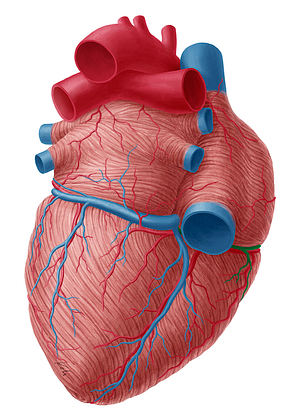 Small cardiac vein (#10034)