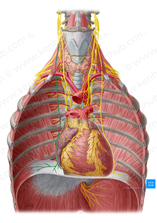 Right phrenic nerve (#6691)