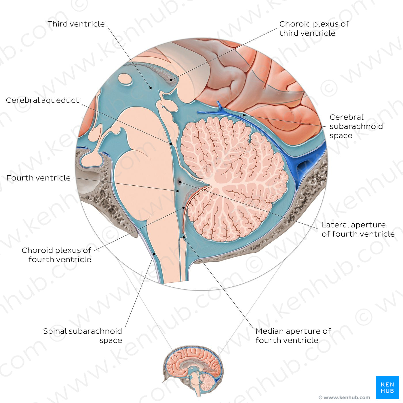 Ventricles and subarachnoid space of the brain (English)
