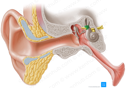 Bony ampullae of semicircular canals (#621)