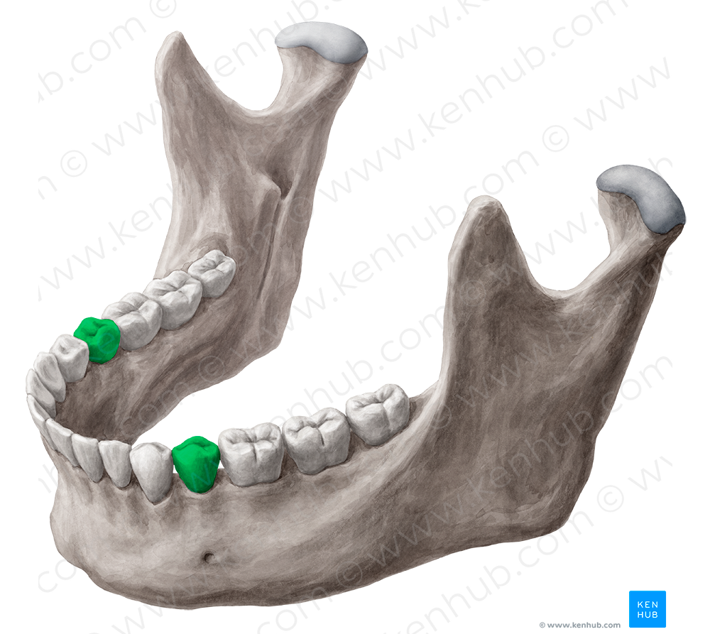 2nd premolar tooth (#3234)