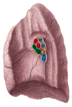 Right superior pulmonary vein (#10512)