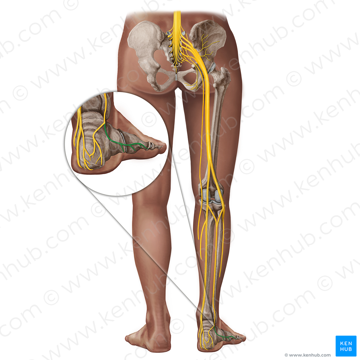 Lateral dorsal cutaneous nerve of foot (#18282)