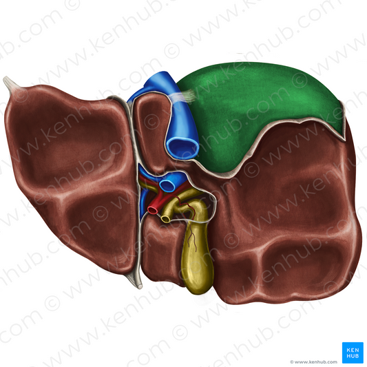 Bare area of liver (#865)