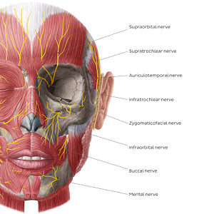 Nerves of face and scalp (Anterior view: deep) (English)