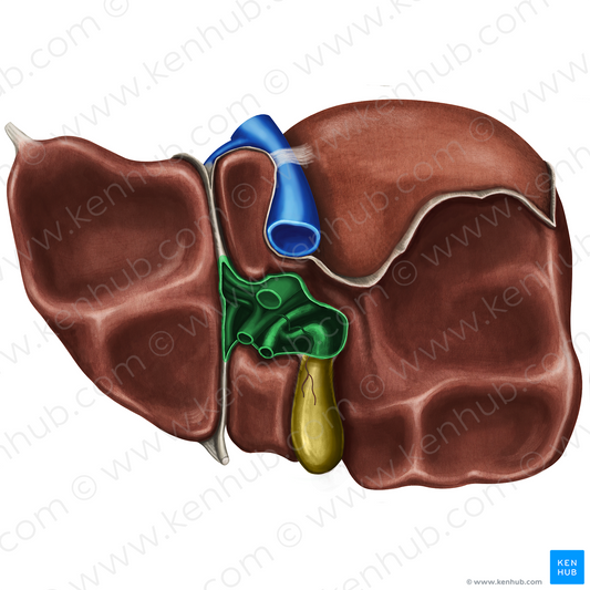 Porta hepatis (#8143)