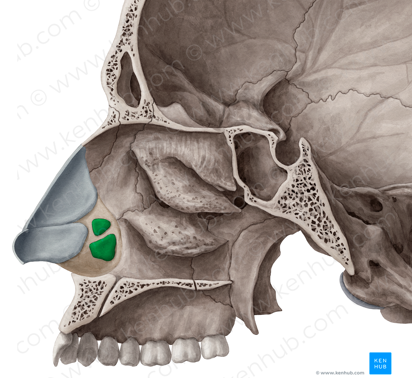 Minor alar cartilages (#2460)