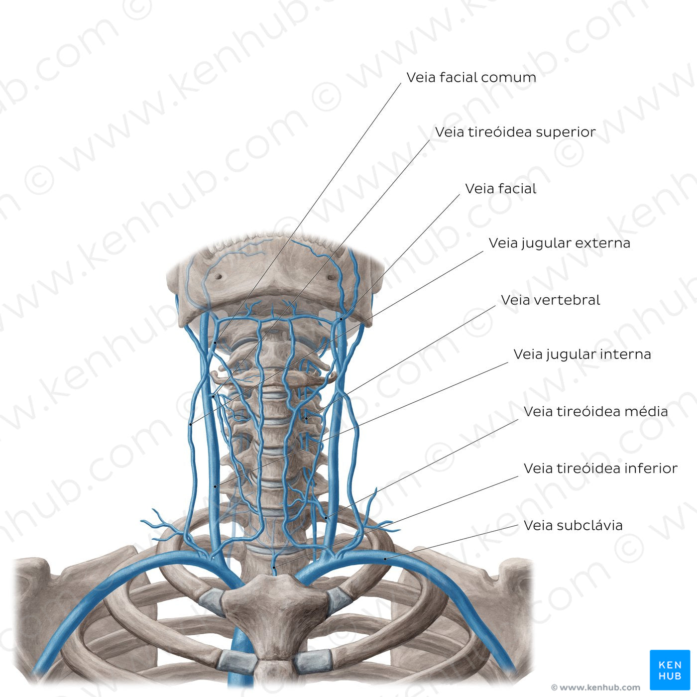 Veins of the neck (Portuguese)