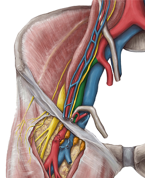 Right external iliac artery (#17914)