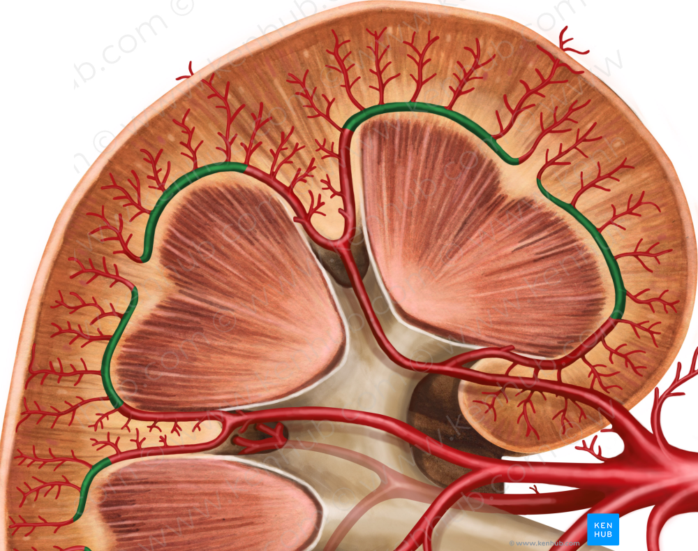 Arcuate artery of kidney (#1115)