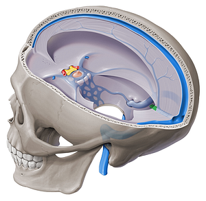 Great cerebral vein (#10388)