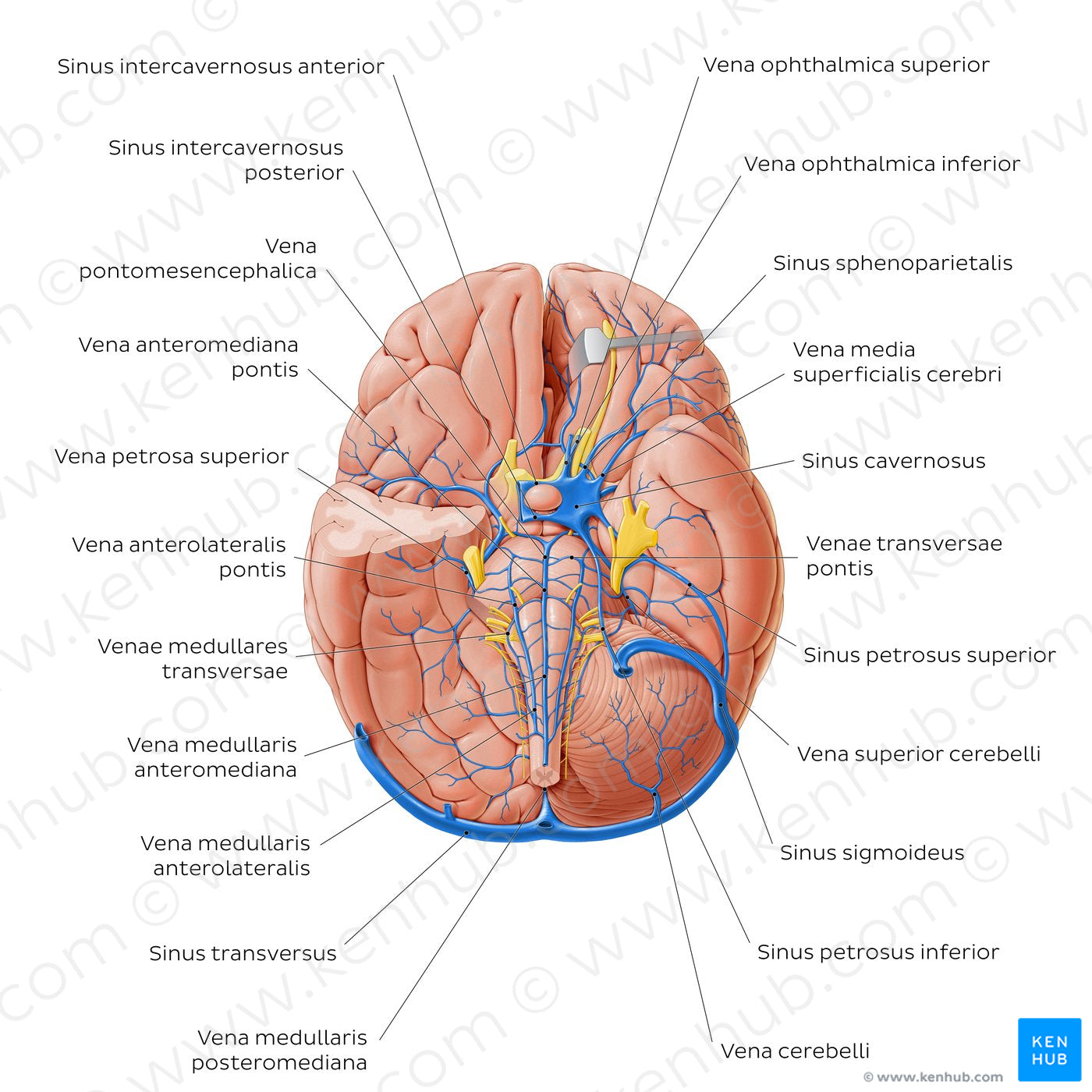 Veins of the brainstem and cerebellum - Basal view (Latin)