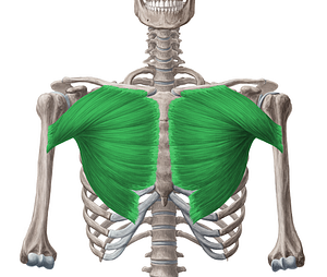 Pectoralis major muscle (#5737)