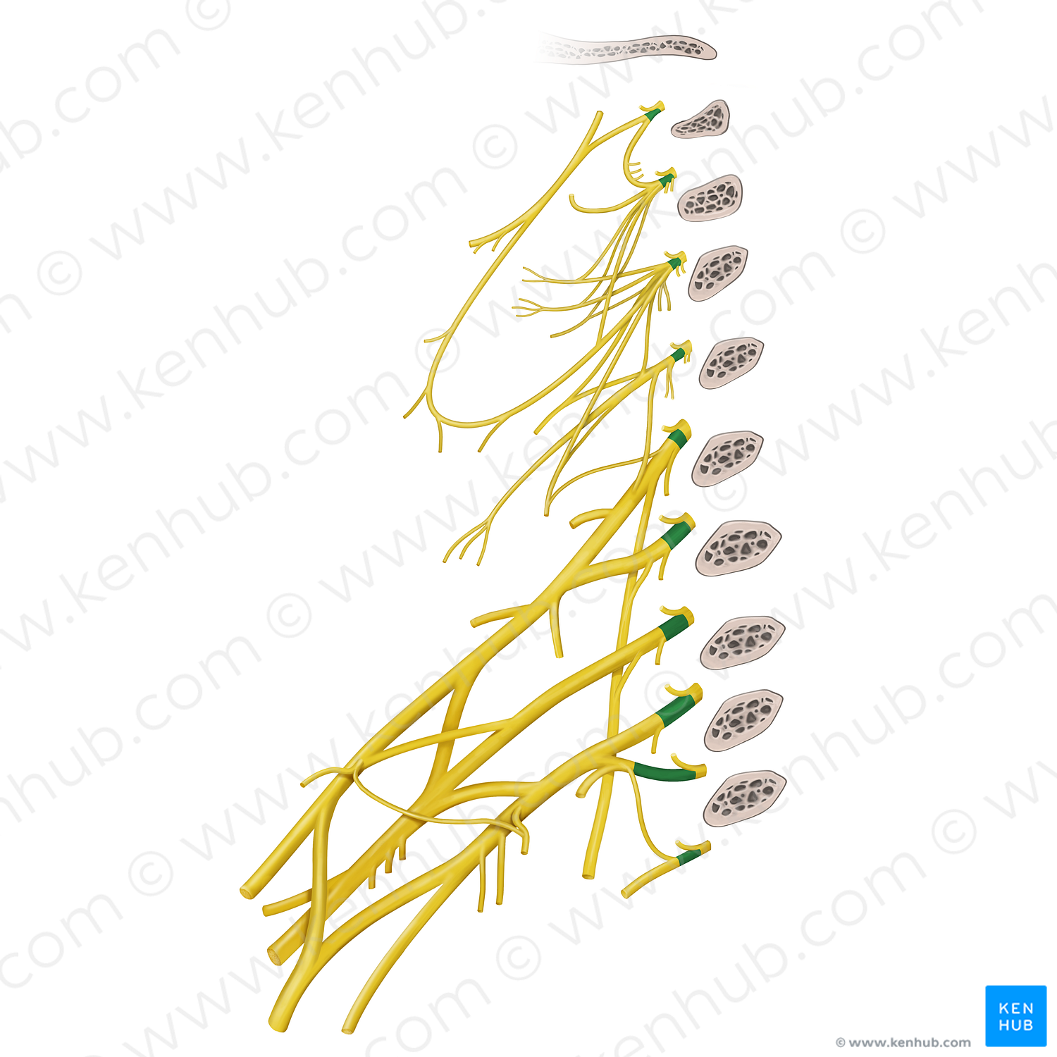 Anterior rami of spinal nerves C1-T2 (#20537)