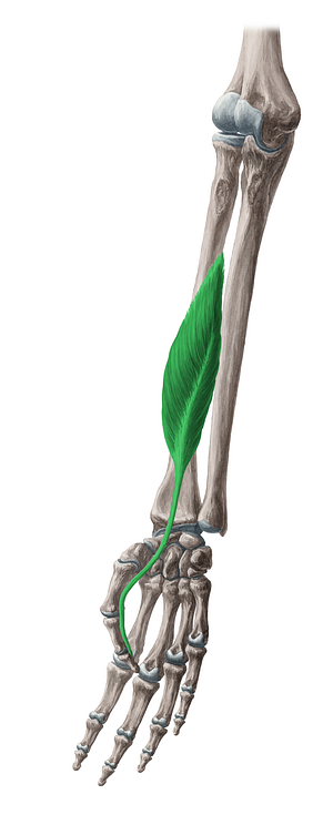 Flexor pollicis longus muscle (#5383)