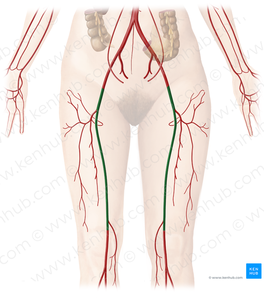 Femoral artery (#1252)