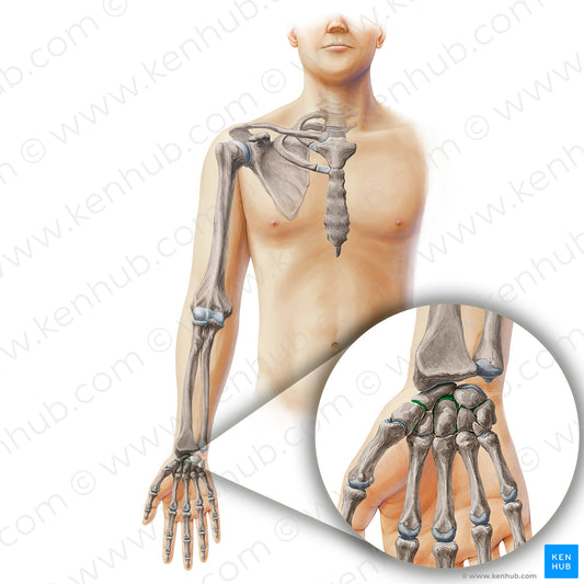 Intercarpal joints (#19896)