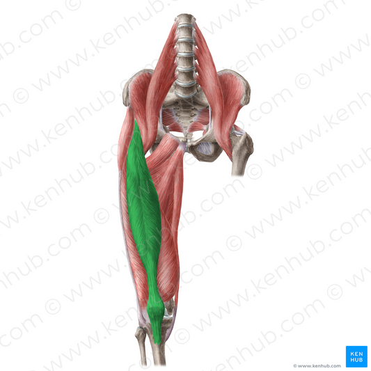 Rectus femoris muscle (#5848)