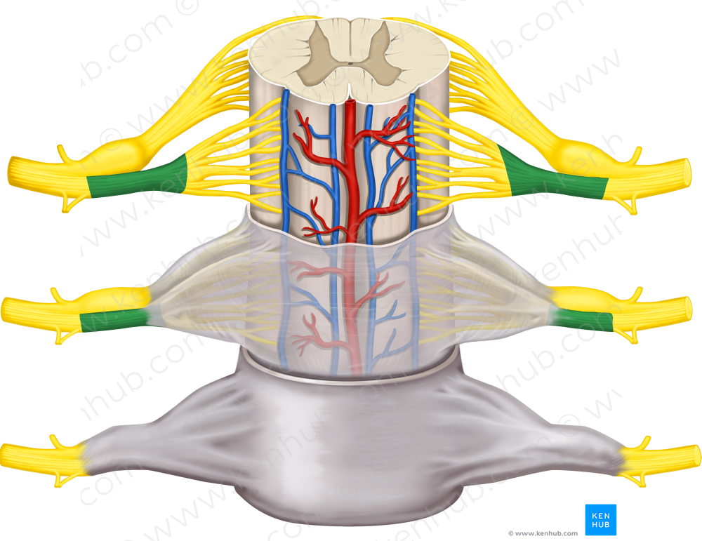 Anterior root of spinal nerve (#8433)