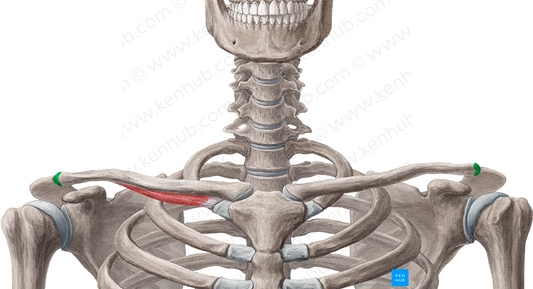 Acromial facet of clavicle (#3447)