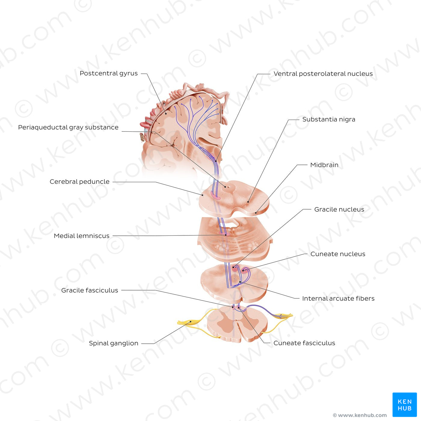 Posterior column-medial lemniscus pathway (PCML) (English)